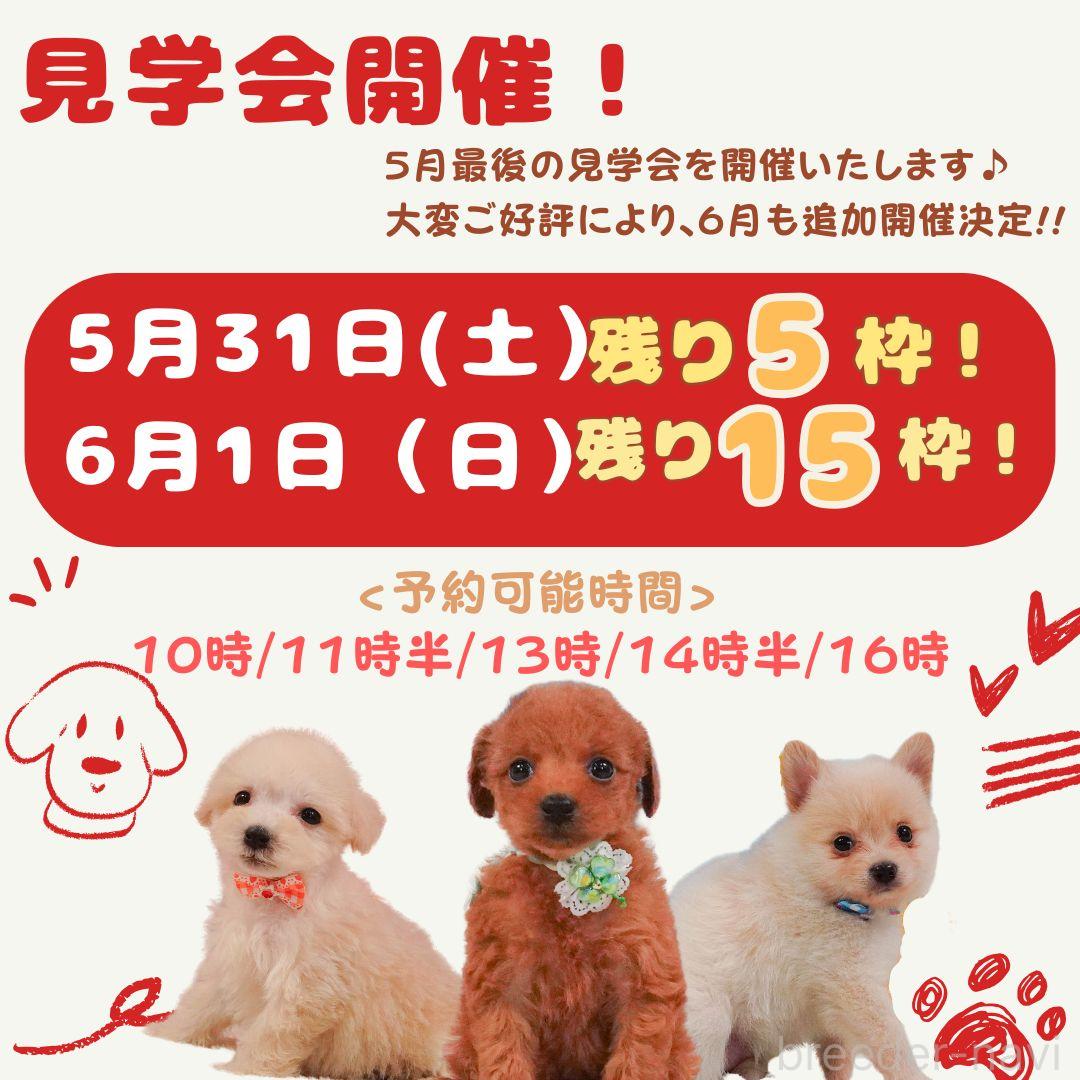 会澤勇気ブリーダー